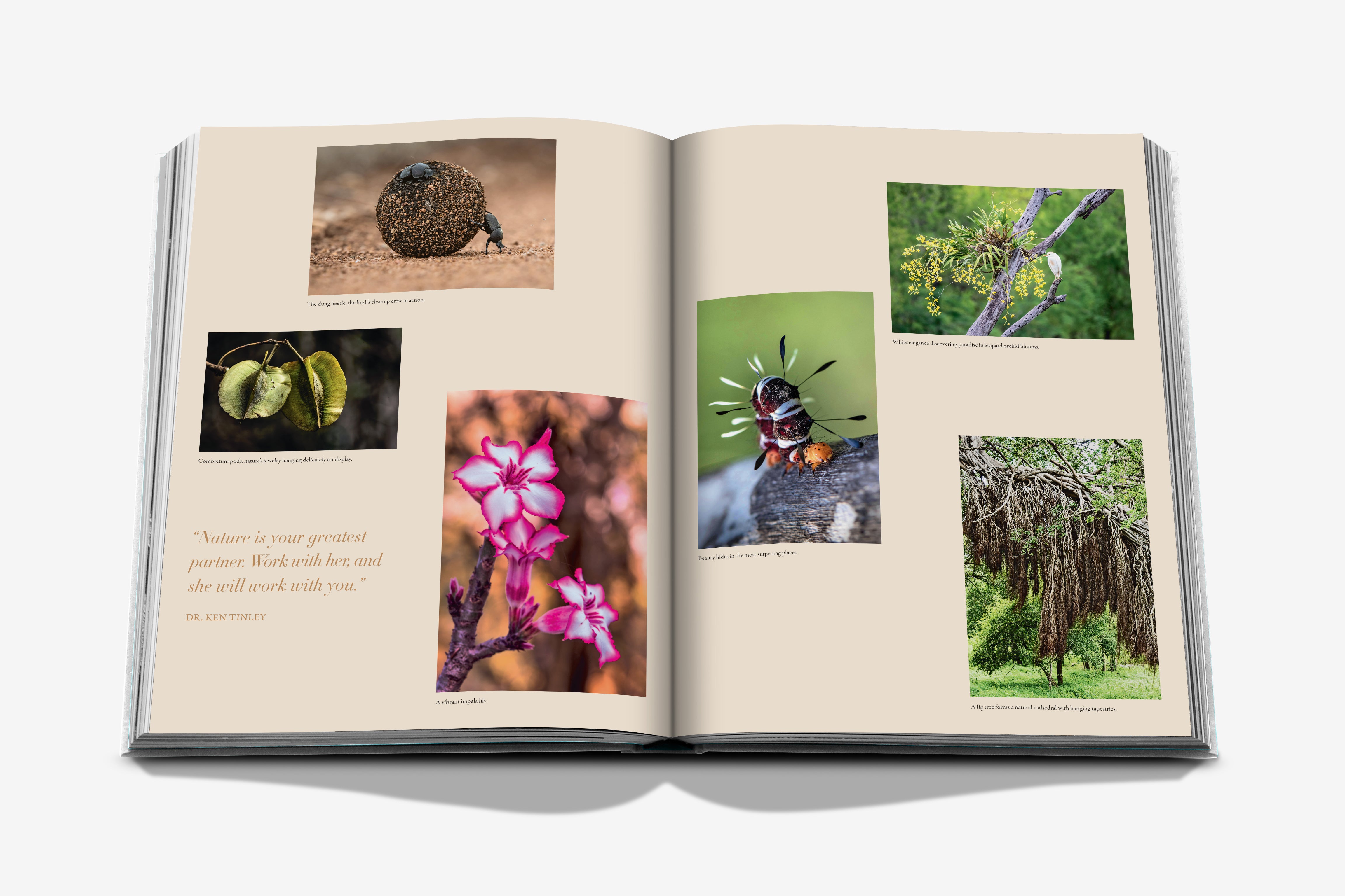 Londolozi Safari Coffee Table Book | ASSOULINE AU